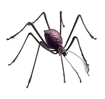 Ginntho (Utapaun Giant Spider)