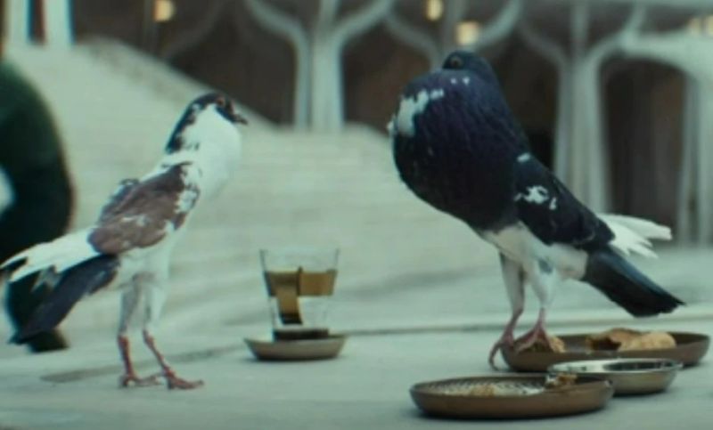 Culver (Ghorman Scavenging Bird)