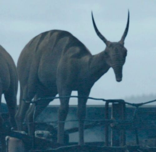 Horned Eopie (Herd Animal)