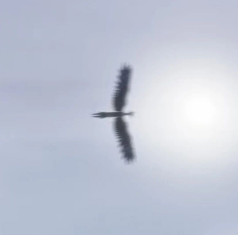 Ice Vulture (Carnivorous Bird)