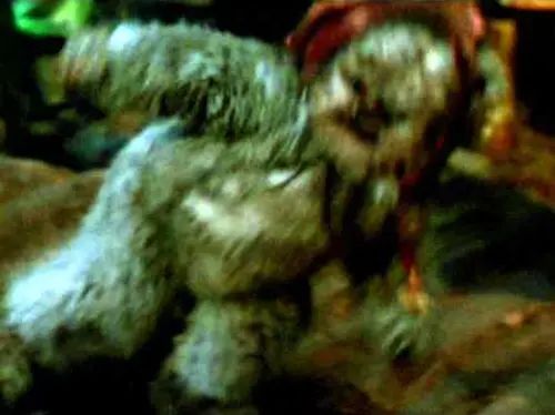 Nicki (Ewok Warrior)