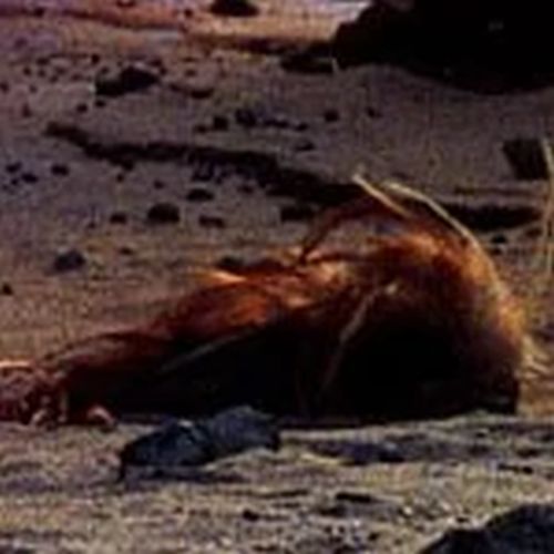 Sand Skitter (Desert Rodent)