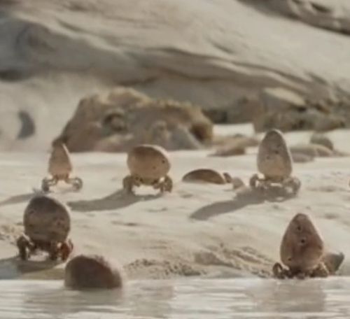 Stone crab (Harmless Crustacean)