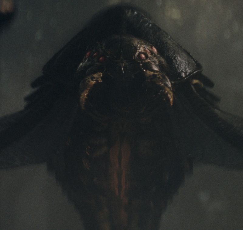 Umbramoth (Carnivorous Moth)